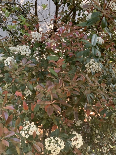 Photinia × fraseri (Red Tip Photinia) (alternate view 7)