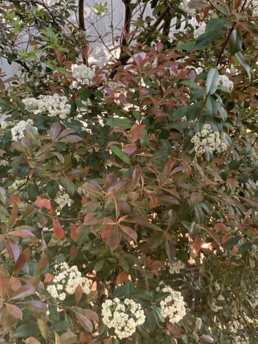 Photinia × fraseri (Red Tip Photinia) (alternate view 8)