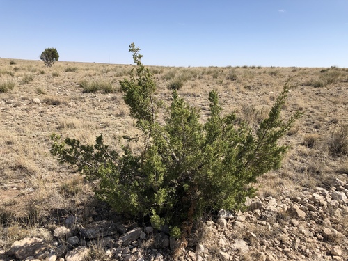 Juniperus monosperma (One-seed Juniper) (alternate view 3)