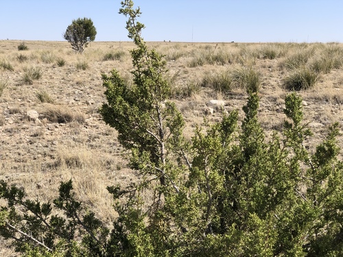 Juniperus monosperma (One-seed Juniper)