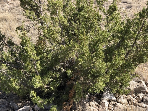 Juniperus monosperma (One-seed Juniper) (alternate view 2)