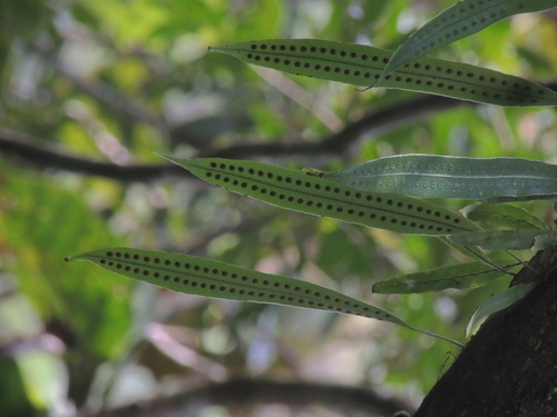 Microgramma (Snakeferns) (alternate view 6)