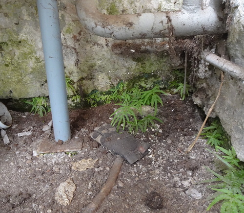 Pteris (brakes) (alternate view 9)