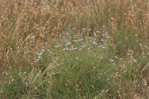 Selago (Bitterbushes) (alternate view 6)