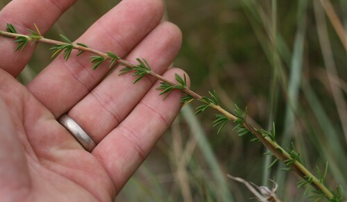 Selago (Bitterbushes) (alternate view 3)