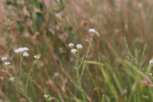 Selago (Bitterbushes) (alternate view 4)