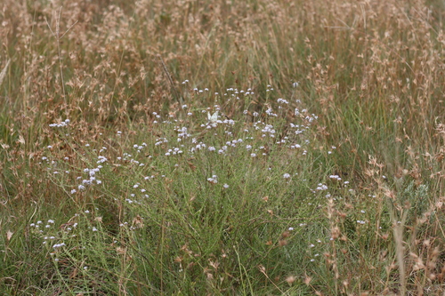 Selago (Bitterbushes) (alternate view 5)