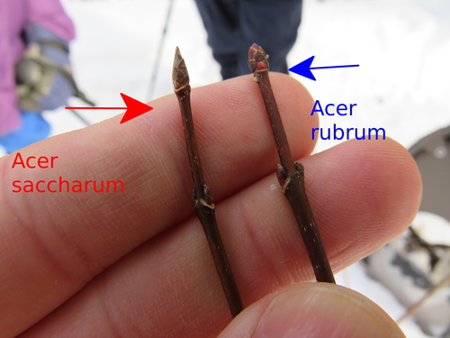 Acer rubrum (red maple) (alternate view 6)