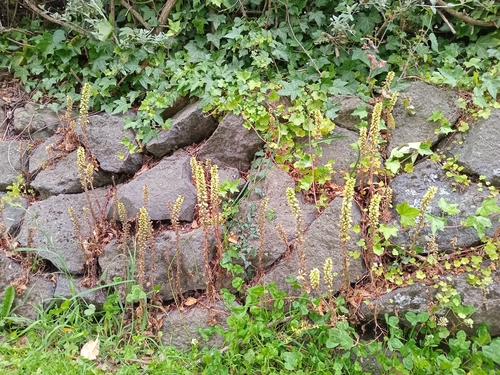 Umbilicus (Navelworts) (alternate view 4)