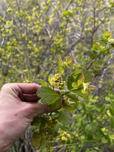 Rhus aromatica (fragrant sumac)