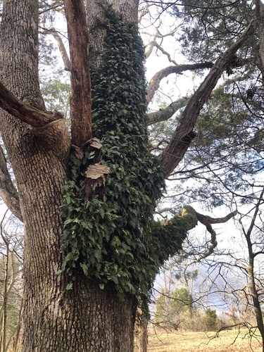 Pleopeltis michauxiana (resurrection fern)