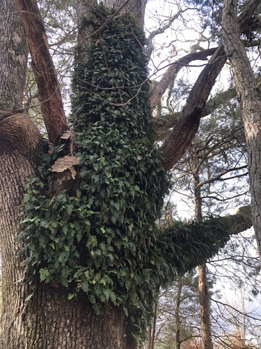 Pleopeltis michauxiana (resurrection fern)