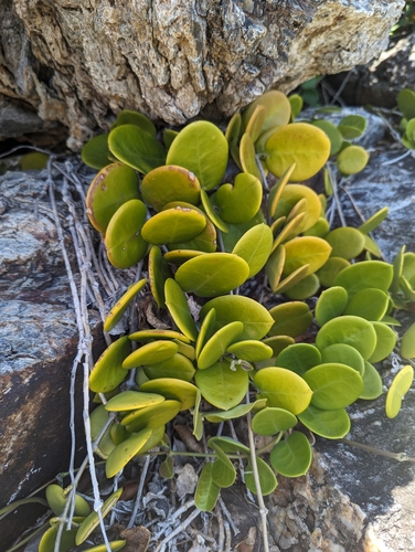 Hoya australis (common waxflower)