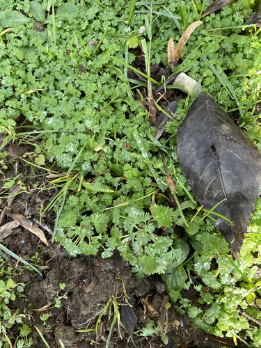 Alchemilla arvensis (Field Parsley Piert)