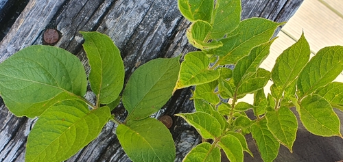 Solanum tuberosum (potato)