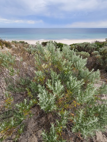Olearia axillaris (Coastal Daisy-Bush) (alternate view 4)