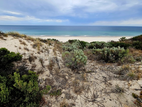 Olearia axillaris (Coastal Daisy-Bush) (alternate view 5)