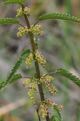 Urtica incisa (Scrub Nettle) (alternate view 5)
