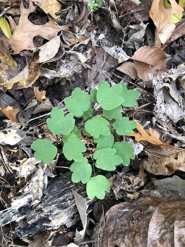 Thalictrum dasycarpum (purple meadow-rue) (alternate view 5)