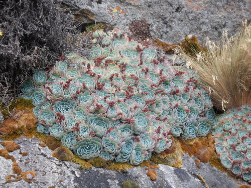 Echeveria (echeveria) (alternate view 3)