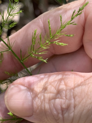 Asparagus setaceus (Asparagus Plumosa Fern) (alternate view 2)