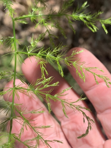 Asparagus setaceus (Asparagus Plumosa Fern)
