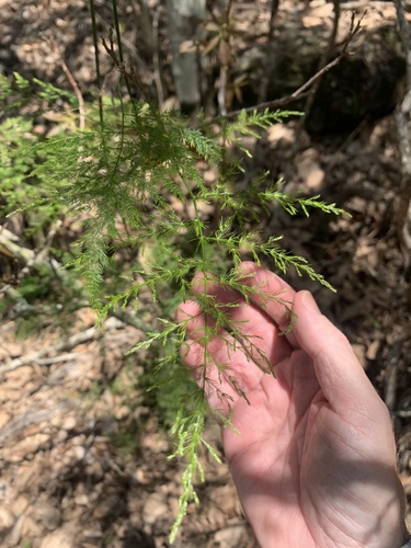 Asparagus setaceus (Asparagus Plumosa Fern) (alternate view 3)