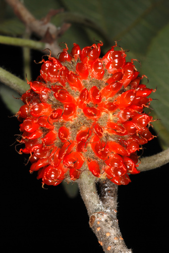 Broussonetia papyrifera (Paper mulberry)