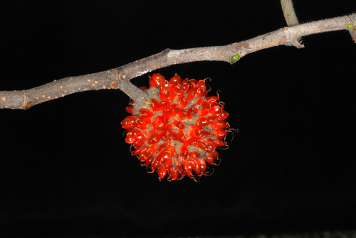 Broussonetia papyrifera (Paper mulberry)