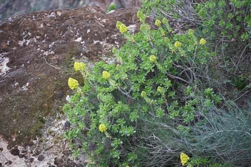 Aeonium arboreum (Tree Aeonium) (alternate view 11)