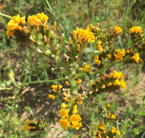 Amsinckia menziesii (Common Fiddleneck) (alternate view 6)