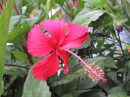 Hibiscus × archeri (Red Hibiscus) (alternate view 9)
