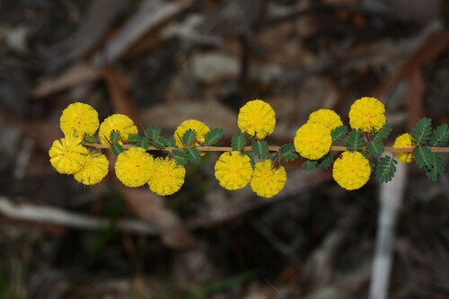 Acacia pulchella (Prickly Moses) (alternate view 7)