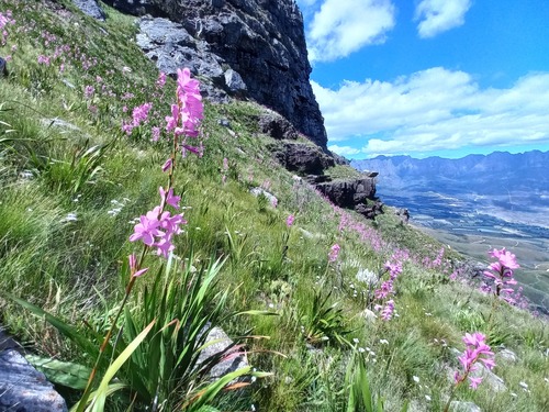 Watsonia (Watsonias) (alternate view 2)