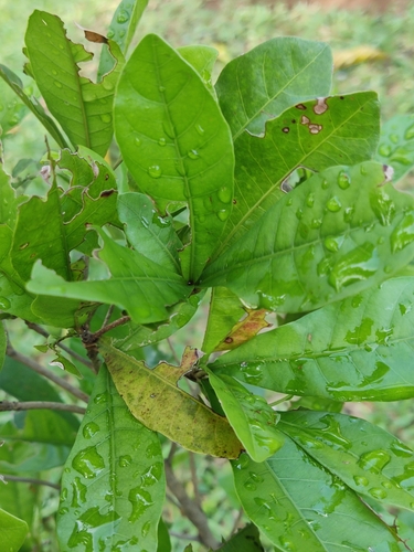 Synsepalum dulcificum (Miracle Fruit)