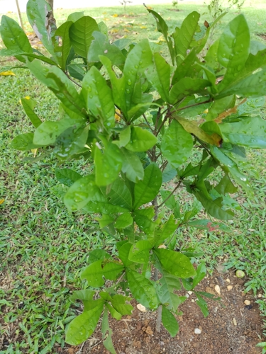 Synsepalum dulcificum (Miracle Fruit)