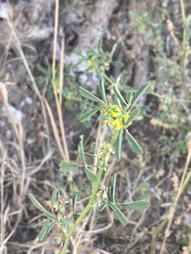 Melilotus indicus (small melilot)