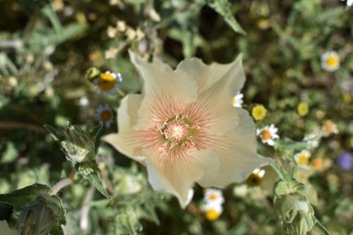 Mentzelia involucrata (sand blazingstar) (alternate view 2)