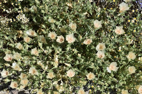 Mentzelia involucrata (sand blazingstar) (alternate view 3)