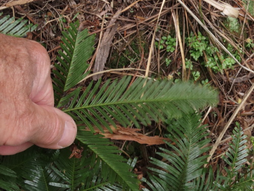Sticherus flabellatus (Shiny fan fern) (alternate view 9)