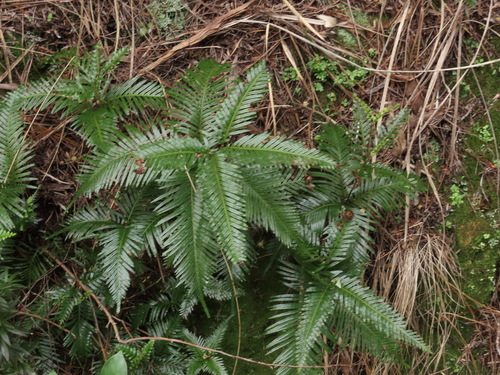 Sticherus flabellatus (Shiny fan fern) (alternate view 8)