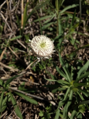Anemone berlandieri (Tenpetal Anemone) (alternate view 9)
