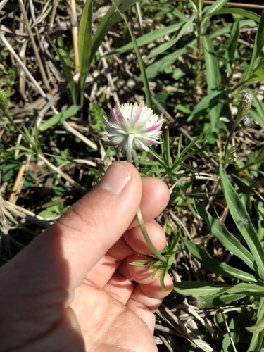 Anemone berlandieri (Tenpetal Anemone) (alternate view 10)