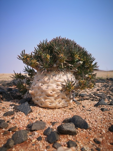 Euphorbia (Spurges) (alternate view 6)