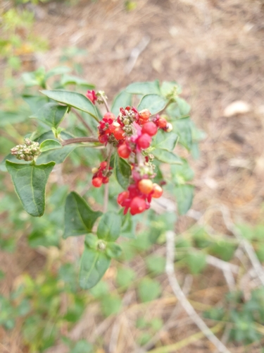 Chenopodium robertianum (Saloop) (alternate view 4)