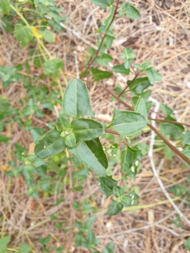 Chenopodium robertianum (Saloop) (alternate view 5)