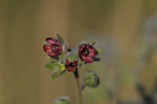 Cynoglossum (Hound's-tongues) (alternate view 8)