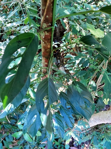 Monstera adansonii (Swiss Cheese Vine)