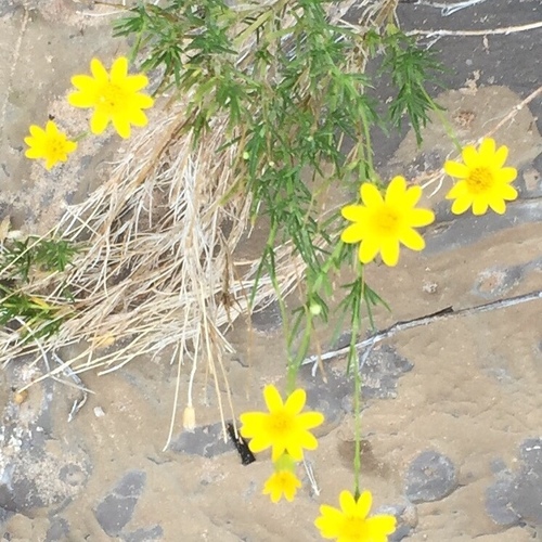 Ericameria linearifolia (narrowleaf goldenbush)