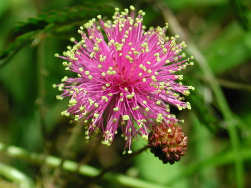 Mimosa microphylla (littleleaf sensitive-briar)